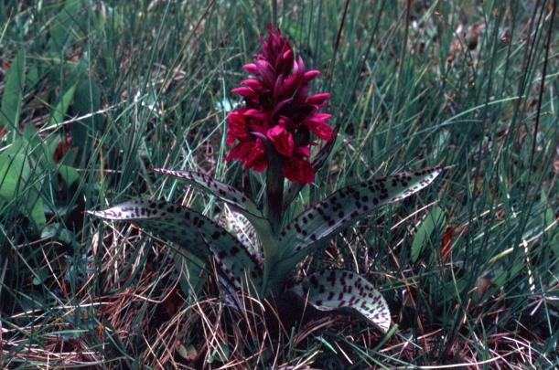 Dactylorhiza majalis